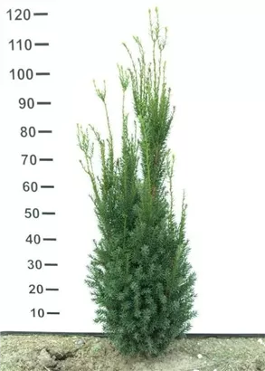 Fruchtende Bechereibe - Taxus media 'Hicksii' - Heckenpflanzen