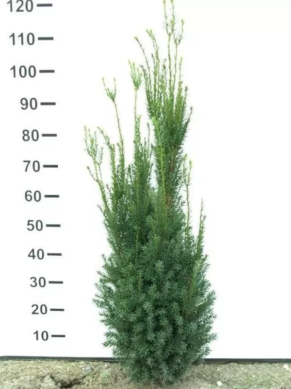 Fruchtende Bechereibe - Taxus media 'Hicksii' - Heckenpflanzen