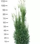 Fruchtende Bechereibe - Taxus media 'Hicksii' - Heckenpflanzen