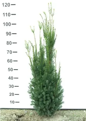 Fruchtende Bechereibe - Taxus media 'Hicksii' - Heckenpflanzen