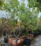 Echte Walnuss - Juglans regia - Formgehölze