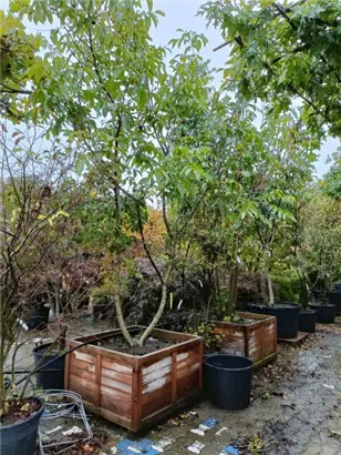 Echte Walnuss - Juglans regia - Formgehölze