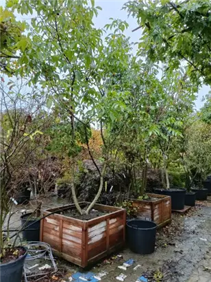 Echte Walnuss - Juglans regia - Formgehölze