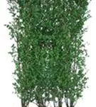 Ovalblättr.Liguster - Ligustrum ovalifolium - Heckenelemente