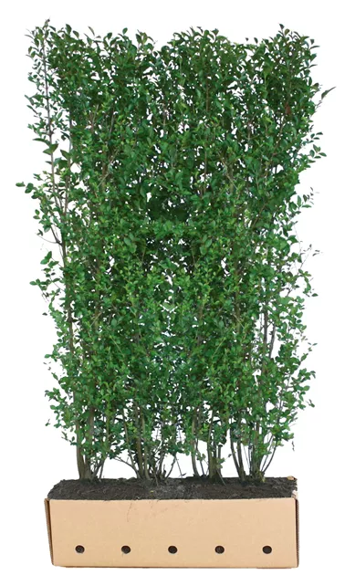 Ligustrum ovalifolium - Heckenelemente, Ovalblttr.Liguster - Semper Verde  Pflanzenzentrum Ullmer GbR
