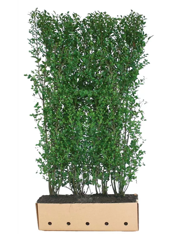 Ovalblättr.Liguster - Ligustrum ovalifolium - Heckenelemente