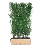 Ovalblättr.Liguster - Ligustrum ovalifolium - Heckenelemente