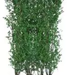 Ovalblättr.Liguster - Ligustrum ovalifolium - Heckenelemente