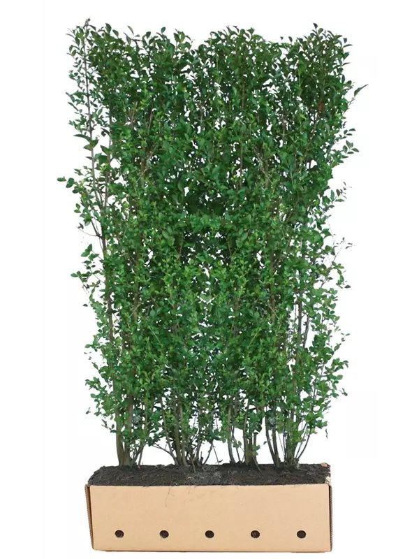 Ovalblättr.Liguster - Ligustrum ovalifolium - Heckenelemente