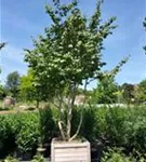 Eisenbaum - Parrotia persica - Formgehölze