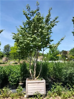 Eisenbaum - Parrotia persica - Formgehölze