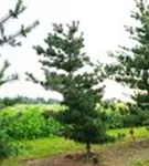 Blaue Mädchenkiefer 'Negishi' - Pinus parviflora 'Negishi' - Formgehölze Blaue Mädchenkiefer 'Negishi' - Pinus parviflora 'Negishi' - Formgehölze