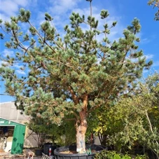 Pinus sylvestris - Unikum, Sol mDb br. 350 cm 400- 450