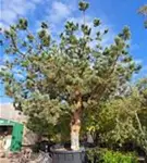 Kiefer - Pinus sylvestris - Unikum