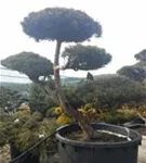 Zwerg-Silberkiefer - Pinus sylvestris 'Watereri' - Bonsai