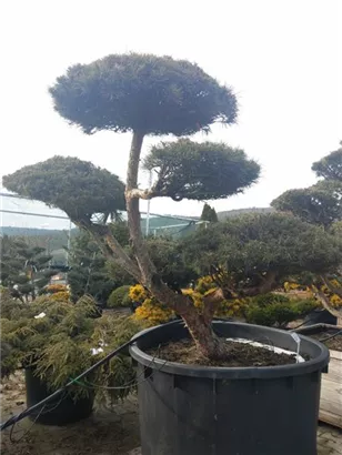 Zwerg-Silberkiefer - Pinus sylvestris 'Watereri' - Bonsai