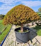 Kegel-Eibe - Taxus baccata 'Overeynderi'