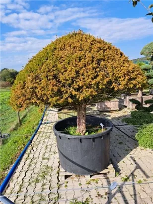 Kegel-Eibe - Taxus baccata 'Overeynderi'