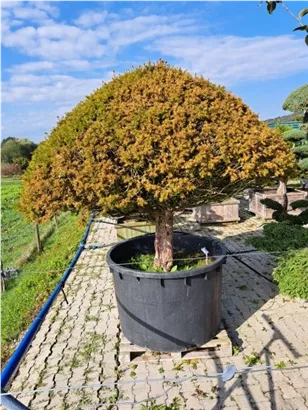Kegel-Eibe - Taxus baccata 'Overeynderi'