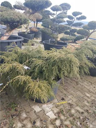 Hänge-Hemlocktanne - Tsuga canadensis 'Pendula'