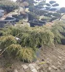 Hänge-Hemlocktanne - Tsuga canadensis 'Pendula'