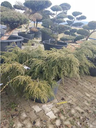 Hänge-Hemlocktanne - Tsuga canadensis 'Pendula'