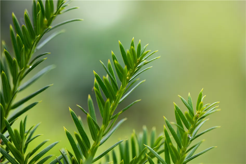 Taxus baccata 'Overeynderi', Kegel-Eibe - Semper Verde Pflanzenzentrum  Ullmer GbR