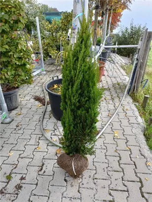 Eibe 'Hillii' - Taxus media 'Hillii' - Heckenpflanzen