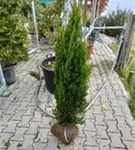 Eibe 'Hillii' - Taxus media 'Hillii' - Heckenpflanzen