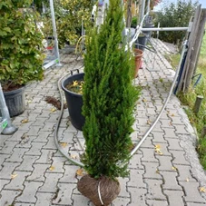 Taxus media 'Hillii' - Heckenpflanzen, mB 120- 140