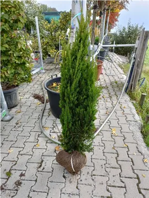 Eibe 'Hillii' - Taxus media 'Hillii' - Heckenpflanzen