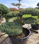 Bodenwacholder 'Blue Carpet' - Juniperus squamata 'Blue Carpet' - Bonsai