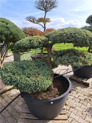 Bodenwacholder 'Blue Carpet' - Juniperus squamata 'Blue Carpet' - Bonsai