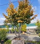 Eisenbaum - Parrotia persica - Formgehölze