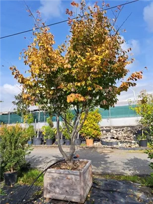 Eisenbaum - Parrotia persica - Formgehölze