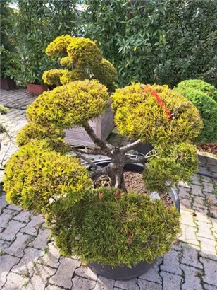 Berg-Kiefer 'Winter Gold' - Pinus mugo 'Wintergold' - Bonsai