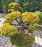 Berg-Kiefer 'Winter Gold' - Pinus mugo 'Wintergold' - Bonsai