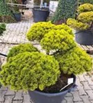 Berg-Kiefer 'Winter Gold' - Pinus mugo 'Wintergold' - Bonsai