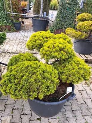 Berg-Kiefer 'Winter Gold' - Pinus mugo 'Wintergold' - Bonsai