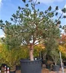 Kiefer - Pinus sylvestris - Unikum