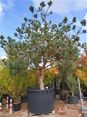 Kiefer - Pinus sylvestris - Unikum