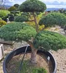 Zwerg-Silberkiefer - Pinus sylvestris 'Watereri' - Bonsai
