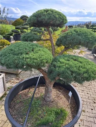 Zwerg-Silberkiefer - Pinus sylvestris 'Watereri' - Bonsai