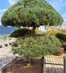 Zwerg-Silberkiefer - Pinus sylvestris 'Watereri' - Bonsai