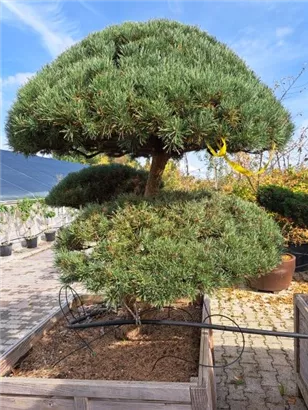 Zwerg-Silberkiefer - Pinus sylvestris 'Watereri' - Bonsai