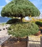 Zwerg-Silberkiefer - Pinus sylvestris 'Watereri' - Bonsai