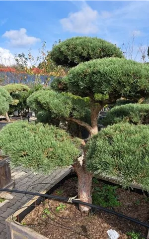 Pinus sylvestris 'Watereri' - Bonsai