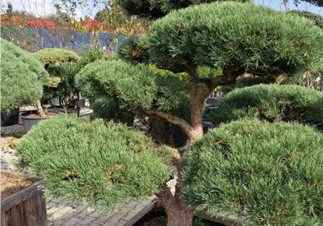 Pinus sylvestris 'Watereri' - Bonsai - Zwerg-Silberkiefer