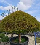 Kegel-Eibe - Taxus baccata 'Overeynderi'