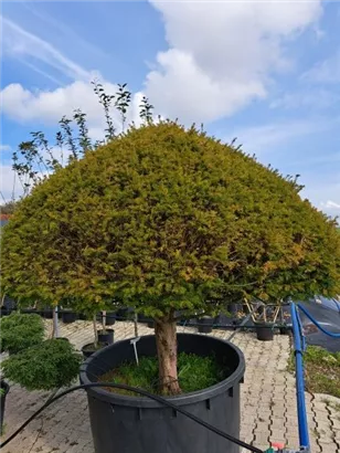 Kegel-Eibe - Taxus baccata 'Overeynderi'